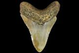 Fossil Megalodon Tooth - North Carolina #109780-2